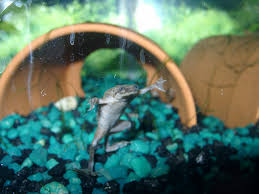 african frog aquarium