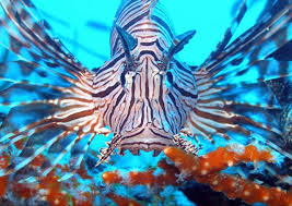 lion fish animal lionfish