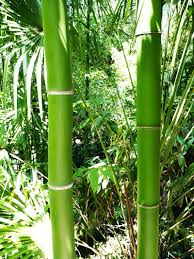indoor bamboo