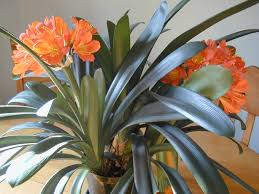 clivia plants