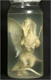 photos real dragons