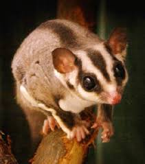 sugar gliders