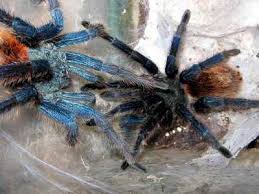 chromatopelma