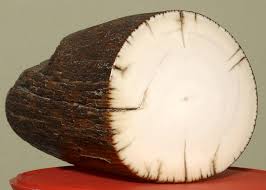 mammoth tusk