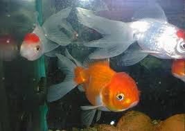 ecrans de veille aquarium