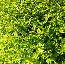 ovalifolium