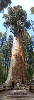 general sherman