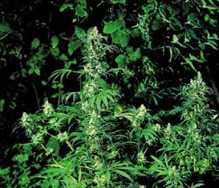 sensi seed