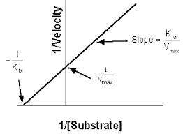enzyme kinetic