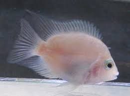 jelly bean cichlid