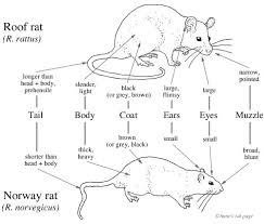 roof rats