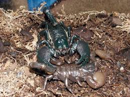 black emperor scorpions