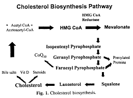 hmg coa reductase