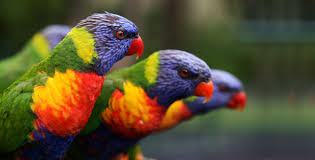 bird species pictures