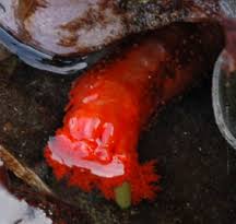 red sea cucumber