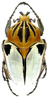 goliathus cacicus