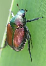 japanese lady beetle