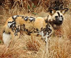 african wild dog