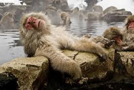 food monkey