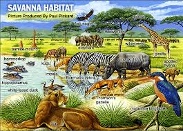 savanna climate