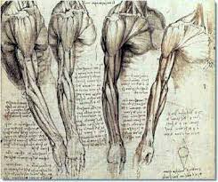 human anatomy drawings