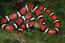 coral snake poisonous