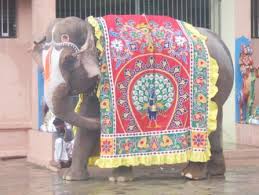 decorated elephants
