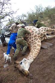 giraffes images