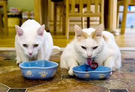 Prince Chunk (R) eats lunch