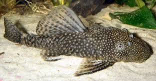 king tiger pleco