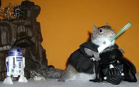 star wars squirrels