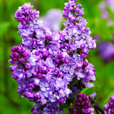 charles joly lilac
