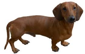 sausage dog