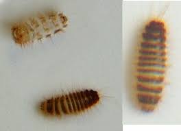 beetle larvae pictures