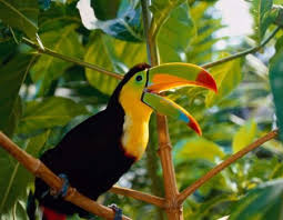 pajaros
