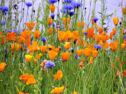 alaska flowers