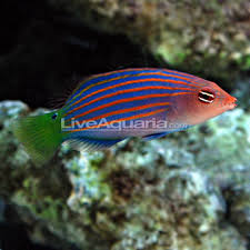 wrasse