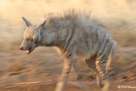 pictures of hyenas