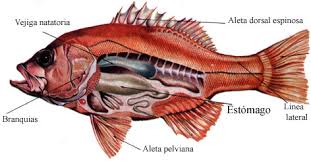 animales vertebrado