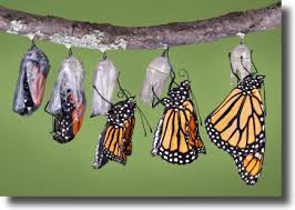 monarch butterfly chrysalis