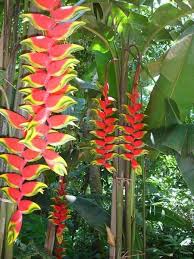 pictures banana trees