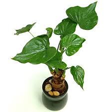 alocasia cucullata