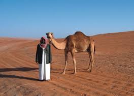 camel desert