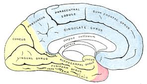 irrigacion cerebral