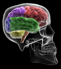 brain model project