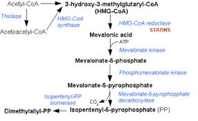hmg coa reductase