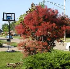 cotinus coggygria royal purple