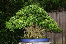 ficus retusa nitida