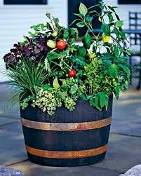dwarf blueberries