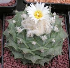 obregonia denegrii